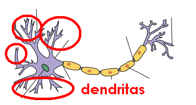neurona